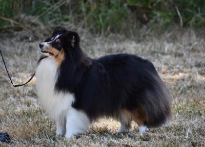 Étalon Shetland Sheepdog - Amazing star Des Truffes De L'Ouest