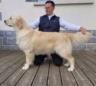 Étalon Golden Retriever - Vran velen de Bihan ki breizh