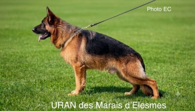 Étalon Berger Allemand - Uran Des marais d'elesmes