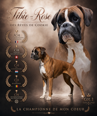 Étalon Boxer - CH. Tibie-rose Des Rêves De Cookie