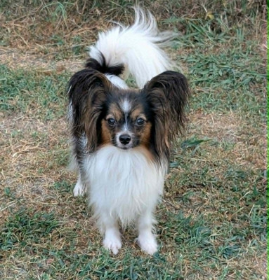 Étalon Epagneul nain Continental (Papillon) - Versailles-shiva De La Combe De L'Eau