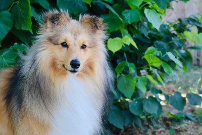 Étalon Shetland Sheepdog - Blue witch Away we go
