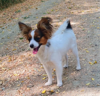 Étalon Epagneul nain Continental (Papillon) - Babydoll  De la castelviroise