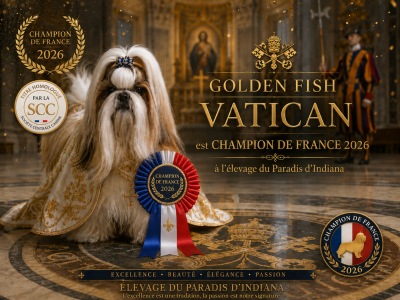 Étalon Shih Tzu - CH. golden fish  Vatican