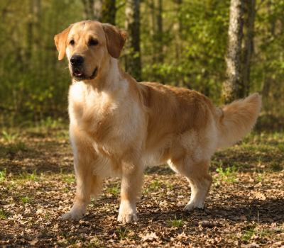 Étalon Golden Retriever - Catch The Dream Take a bow