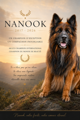 Étalon Berger Allemand Poil Long - CH. Nanook du domaine de sanctae crucis