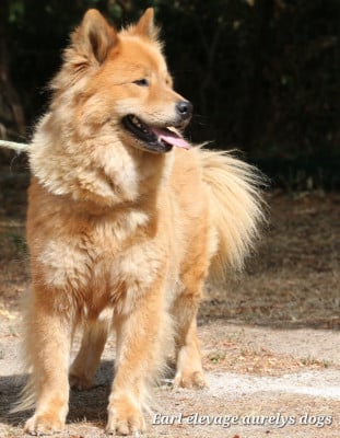 Étalon Eurasier - Vania Du Mistral Normand