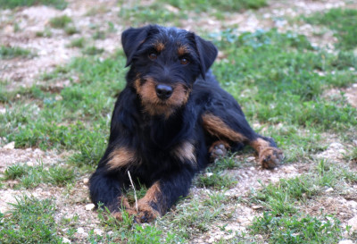 Étalon Terrier de chasse allemand - CH. Vortex De Pech & Catmalou
