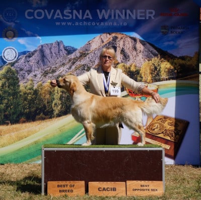 Étalon Golden Retriever - CH. Victorious yumi Des Puppys Goldens Love