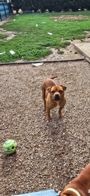 Étalon Staffordshire Bull Terrier - Twix (Sans Affixe)