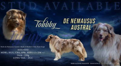 Étalon Berger Australien - Tobby dit Tycup De Nemausus Austral