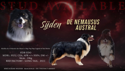 Étalon Berger Australien - Sÿden De Nemausus Austral