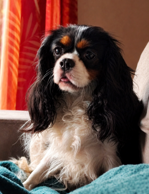 Étalon Cavalier King Charles Spaniel - CH. Vikky-Queen Des Terres De L'infini