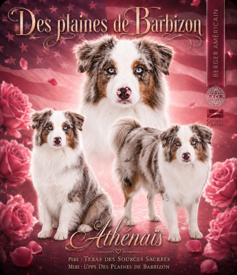 Étalon Berger Américain Miniature  - Athenais Des Plaines De Barbizon