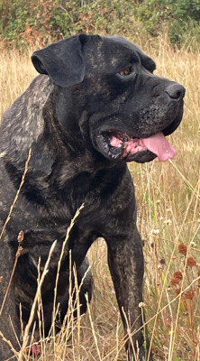 Étalon Cane Corso - Solo des Lares de l'Aurévière