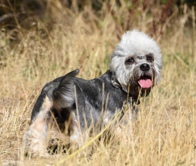Étalon Dandie Dinmont Terrier - Flick z medunkove strane