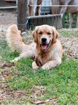 Étalon Golden Retriever - Alias brooklyn puppys goldens love