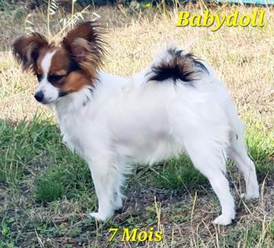 Étalon Epagneul nain Continental (Papillon) - Babydoll  De la castelviroise