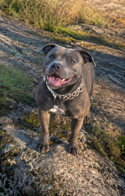 Étalon Staffordshire Bull Terrier - Undying de la Confiance Canine AJS
