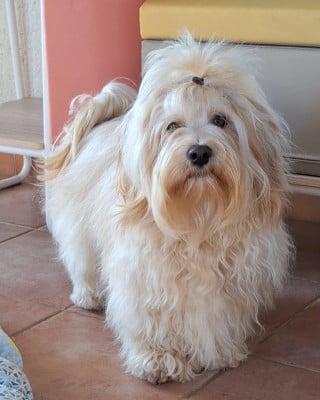 Étalon Bichon Havanais - Vico l'original Du Buisson De La Passée