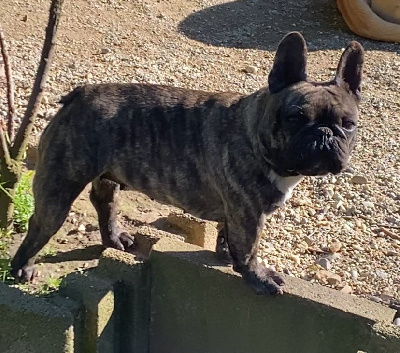 Étalon Bouledogue français - Uguette De La Belle Chanel