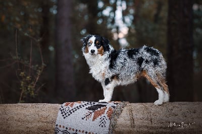 Étalon Berger Américain Miniature - Vawatoo mini indien Of American Little Stars