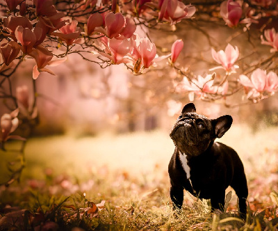 Étalon Bouledogue français - Ultra violet light my way de l'Orme à Lieue