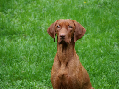 Étalon Braque hongrois à poil court (Vizsla) - She's like the wind du domaine des jeannetoux