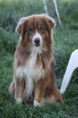 Étalon Berger Américain Miniature - Padirac du pic d'Espade