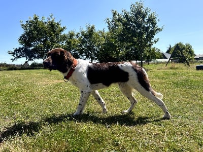 Étalon Petit Epagneul de Münster - Utopia de la Source Riante