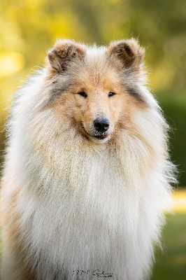 Étalon Colley à poil long - Une petite cantate de la Fleur d'Ecosse
