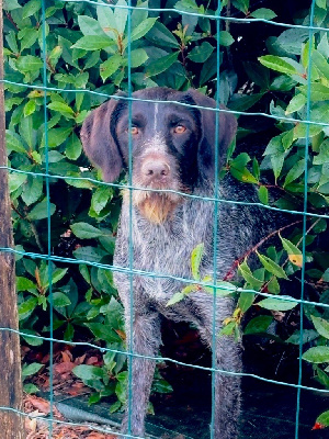 Étalon Chien d'arrêt allemand à poil dur - Tess De La Colline De Montjuic