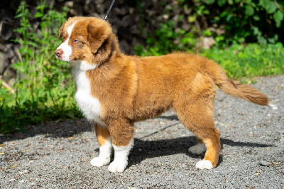 Étalon Berger Américain Miniature - Aïka Des Onyx Du Mont Clair