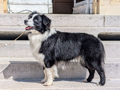 Étalon Berger Américain Miniature - Vendée globe dit panda du petit Duc Victoria