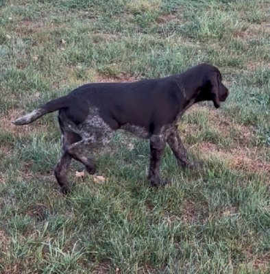 Étalon Chien d'arrêt allemand à poil dur - Ares De La Colline De Montjuic