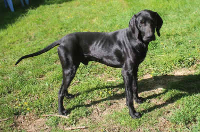 Étalon Braque allemand à poil court - itstoomuch V for hulk dit viper