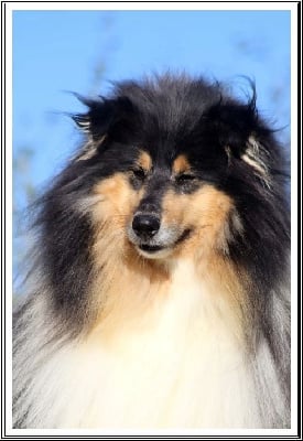 Étalon Colley à poil long - Reggae night du bois des amazones