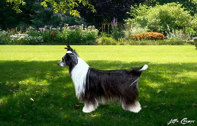 Étalon Chien chinois à crête - CH. Venise Little Champs