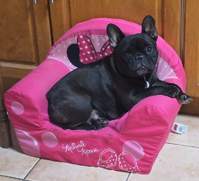 Étalon Bouledogue français - Uhana des joyaux de la vallée