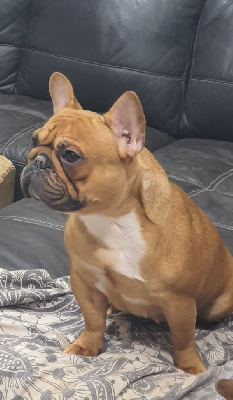 Étalon Bouledogue français - Unforgetable citronelle de l'Empire du Bull