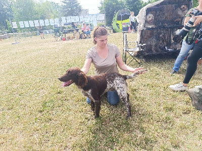 Étalon Petit Epagneul de Münster - Vegas Des Rives Du Lion