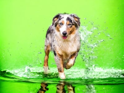 Étalon Berger Américain Miniature - Tena du Moulin de la Terrasse