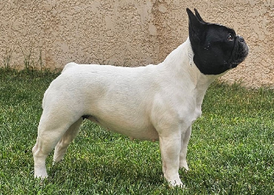 Étalon Bouledogue français - Suzon des jardins d'Antigone