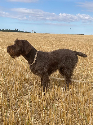 Étalon Griffon d'arrêt à poil dur Korthals - Victor du clos Renaud