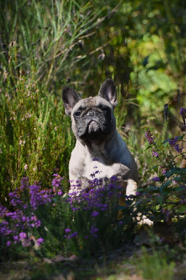 Étalon Bouledogue français - Alesia de l'Or Noir De Paris