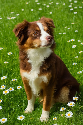 Étalon Berger Américain Miniature - Anouk Des Graines De Bam