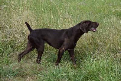 Étalon Braque allemand à poil court - Vered du Bois Feuraz