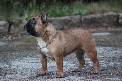 Étalon Bouledogue français - Une si belle romance de l'Empire des Hellls