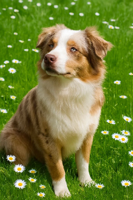 Étalon Berger Américain Miniature - Alto des hirondelles du voyage