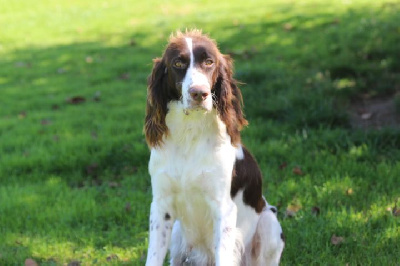 Étalon Epagneul Français - Tess des Diamants Verts